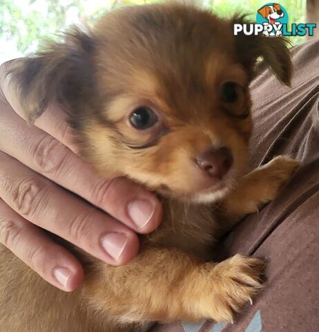 Male Chihuahua Puppies Looking for their forever homes - Available Mid May