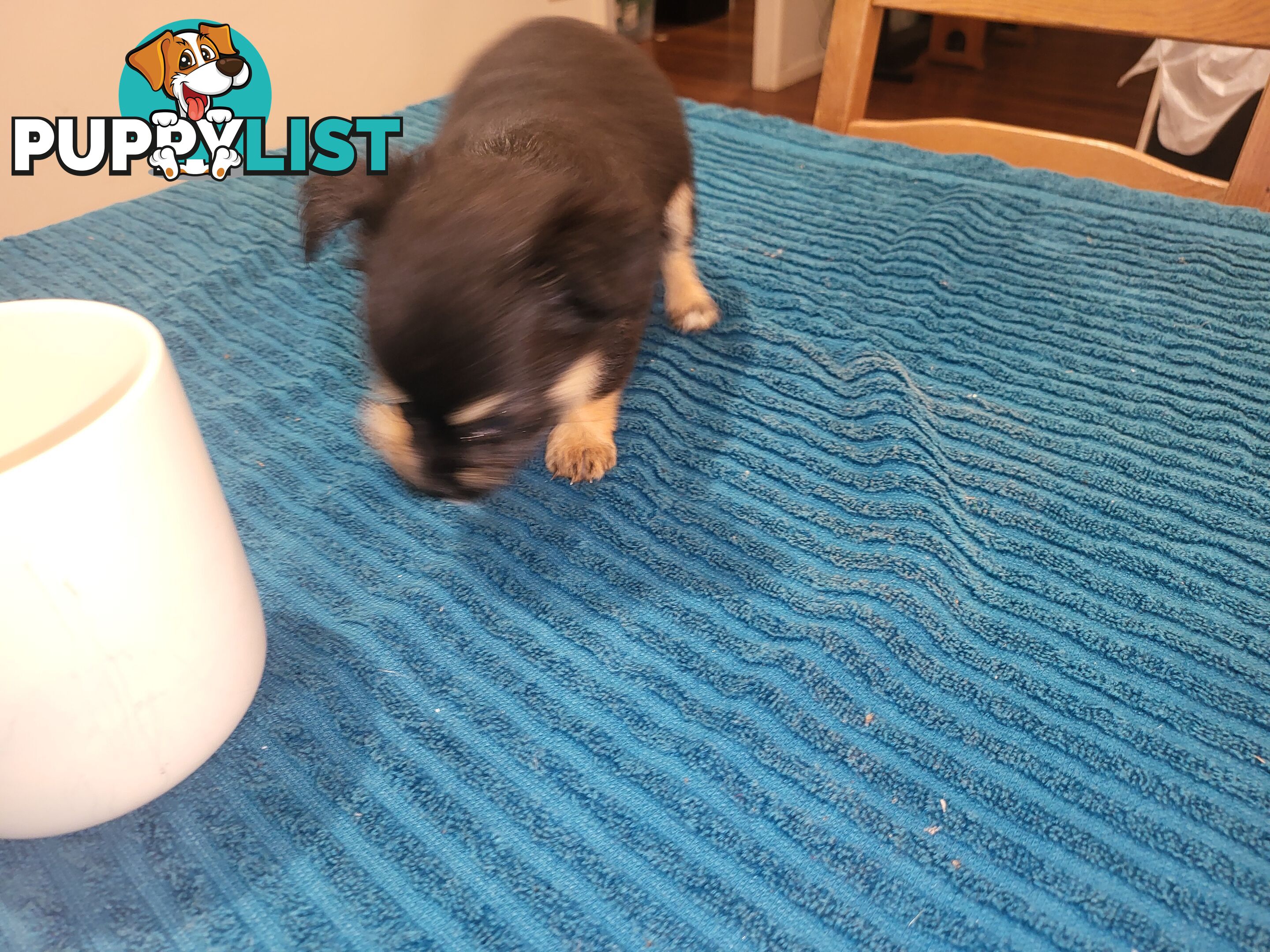Male Chihuahua Puppies Looking for their forever homes - Available Mid May