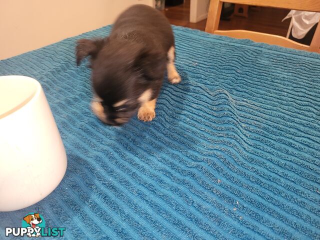 Male Chihuahua Puppies Looking for their forever homes - Available Mid May