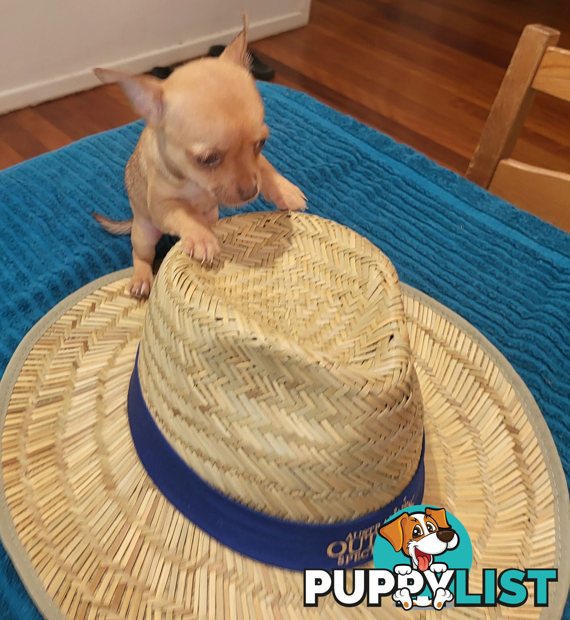 Male Chihuahua Puppies Looking for their forever homes - Available Mid May