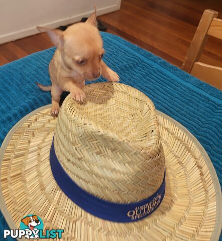 Male Chihuahua Puppies Looking for their forever homes - Available Mid May