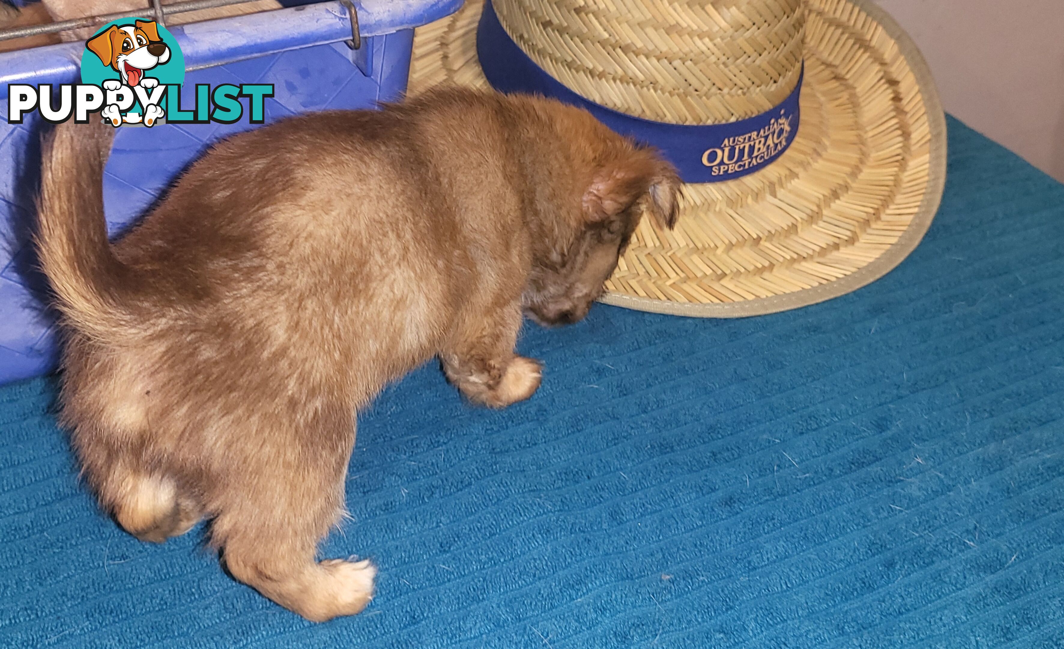 Male Chihuahua Puppies Looking for their forever homes - Available Mid May