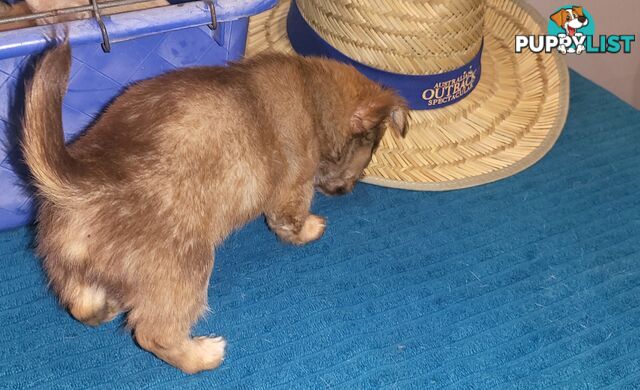 Male Chihuahua Puppies Looking for their forever homes - Available Mid May