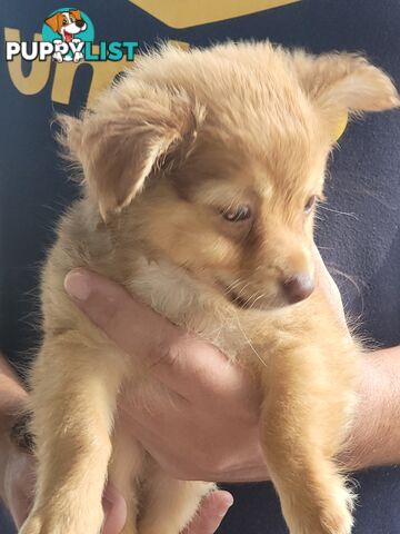 Male long-haired Chihuahua Pup Available Now