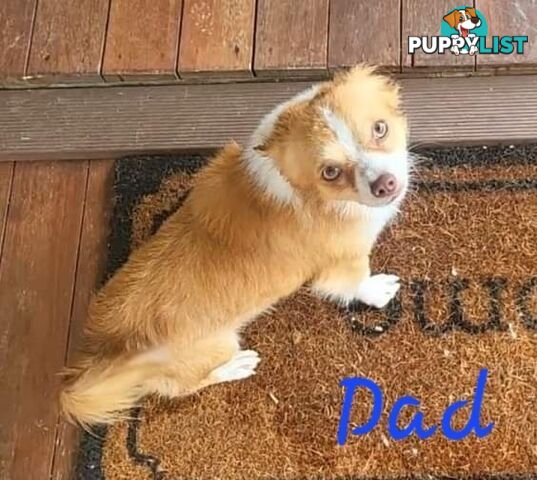 Male long-haired Chihuahua Pup Available Now