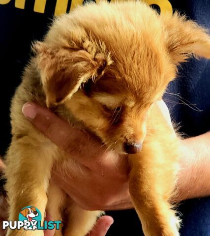 Male long-haired Chihuahua Pup Available Now