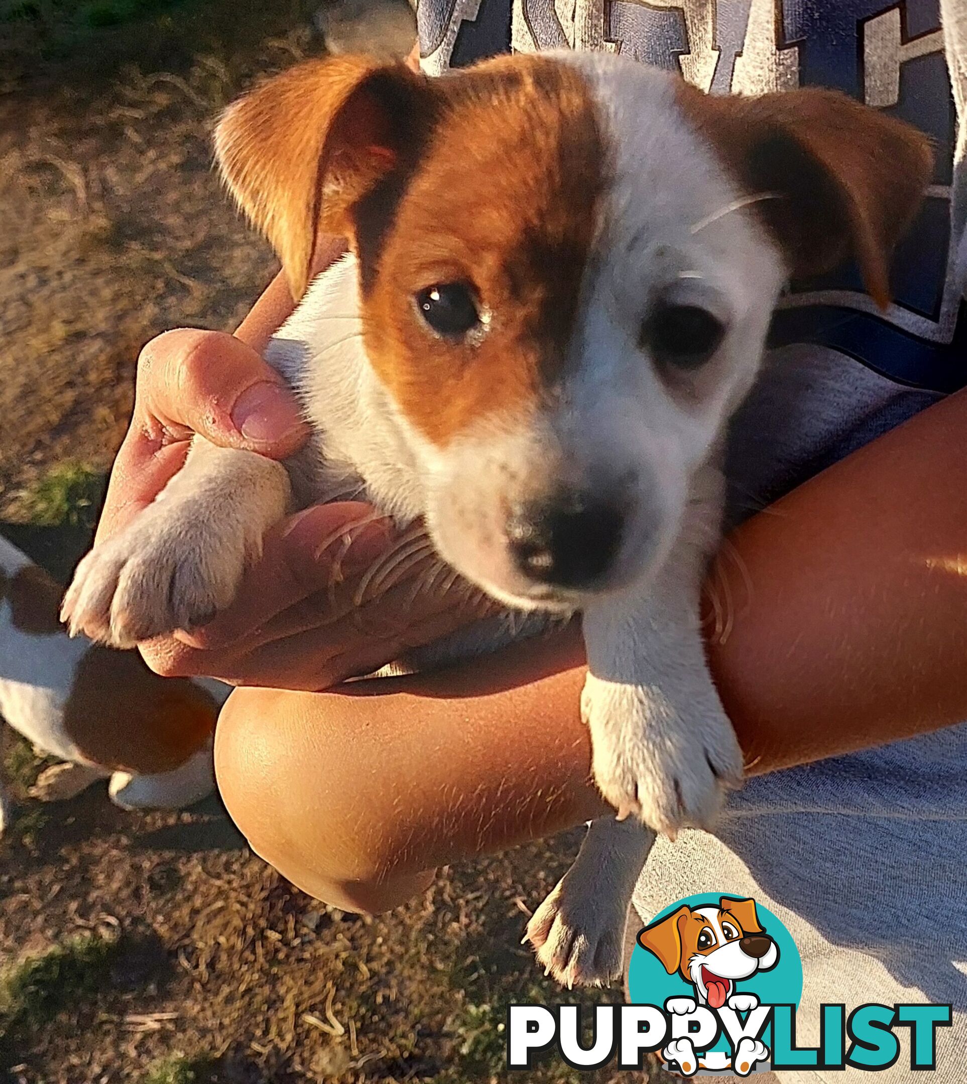 Jack Russell puppies