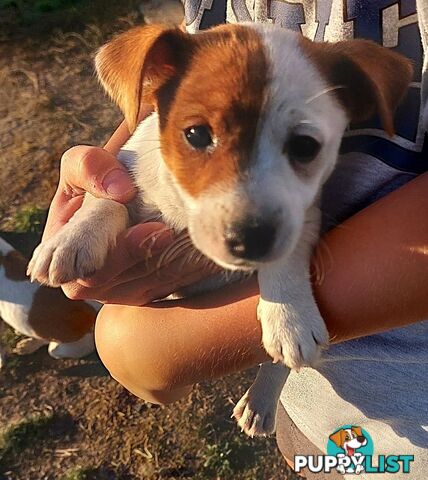 Jack Russell puppies