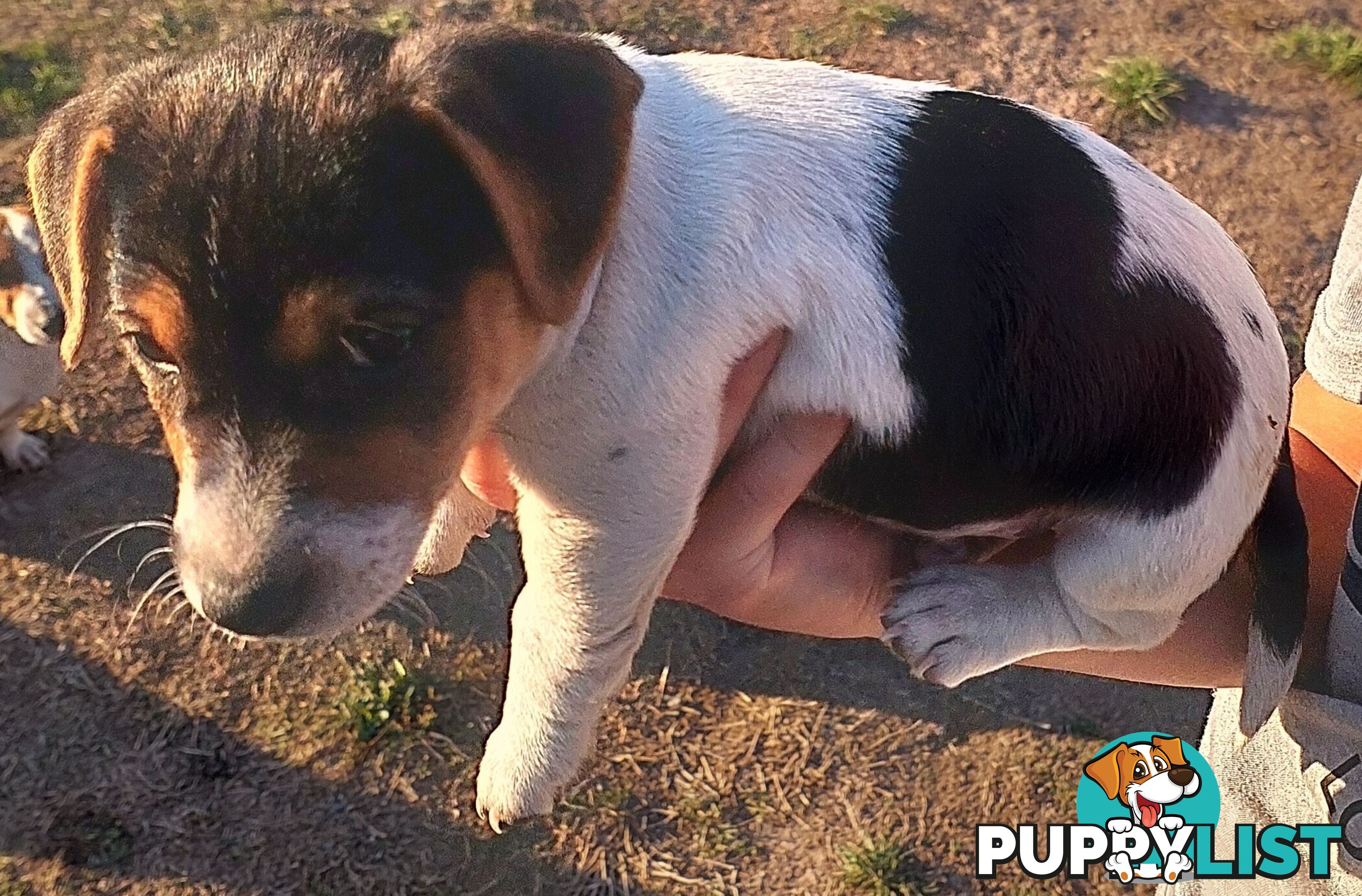 Jack Russell puppies