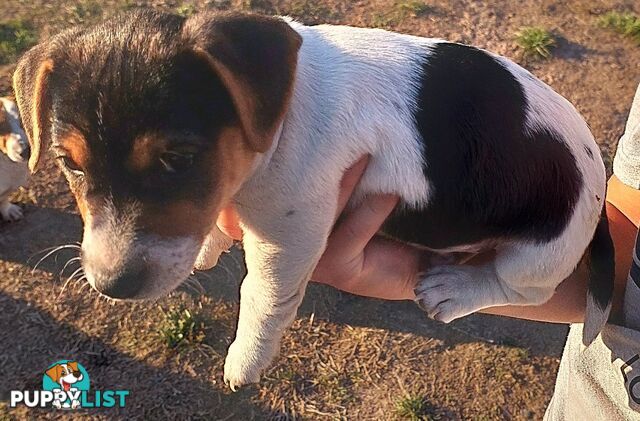 Jack Russell puppies