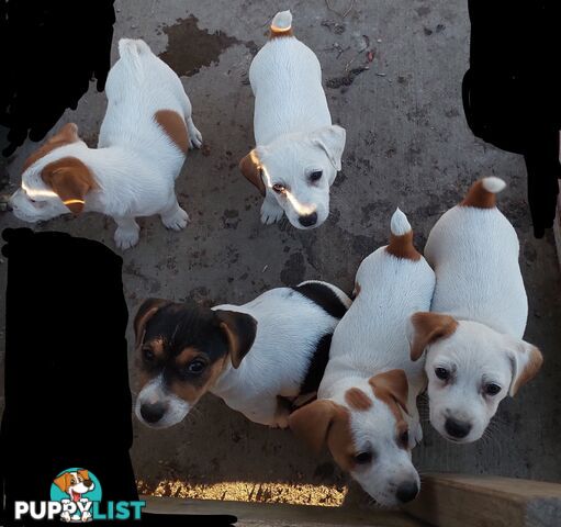Jack Russell puppies