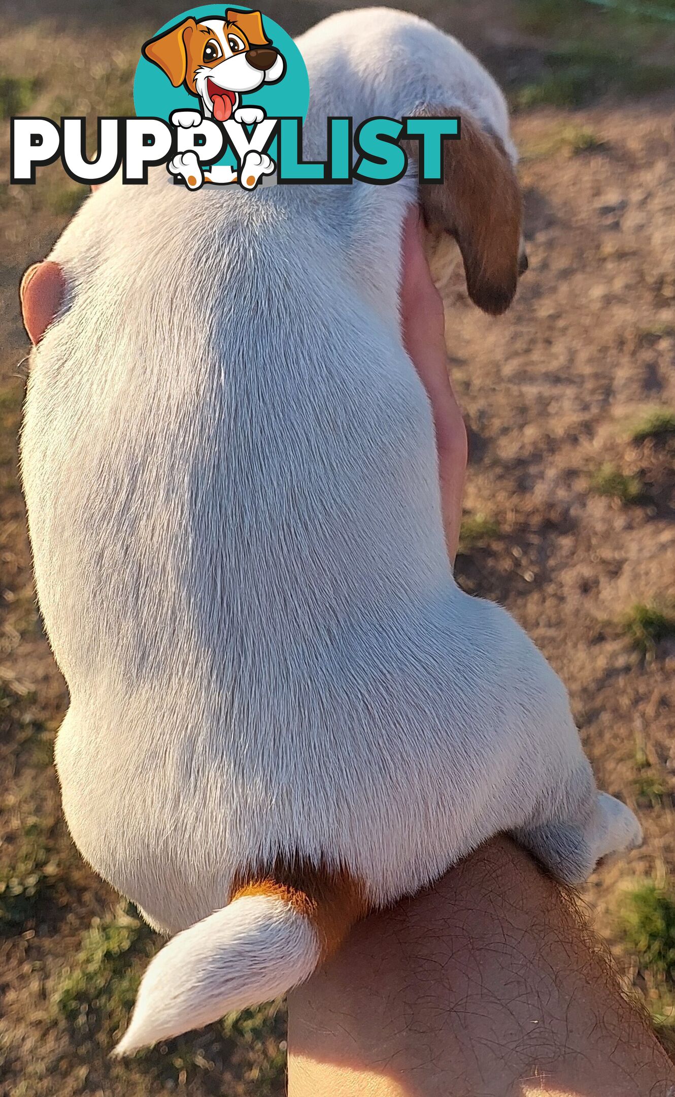 Jack Russell puppies