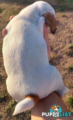 Jack Russell puppies