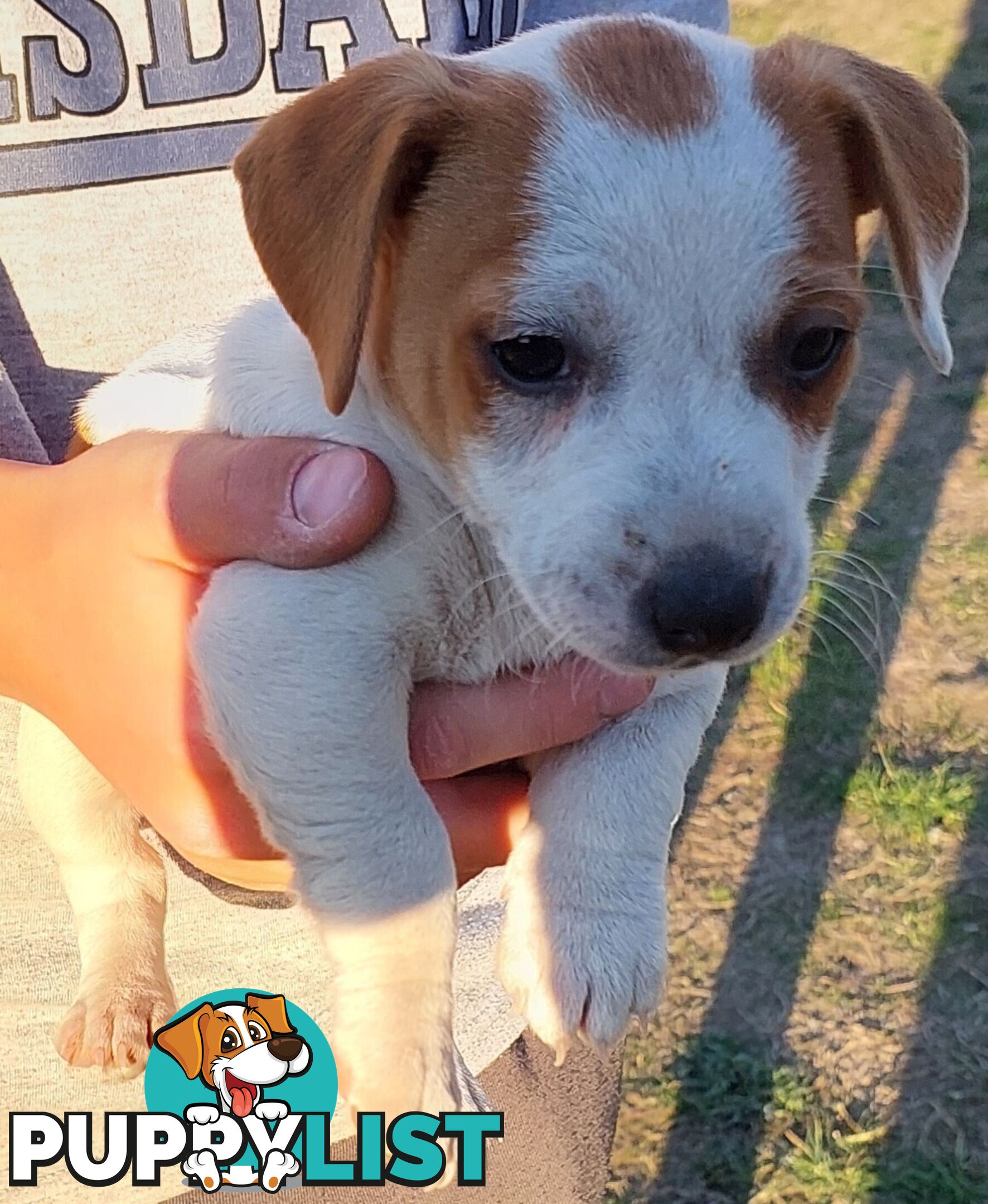 Jack Russell puppies