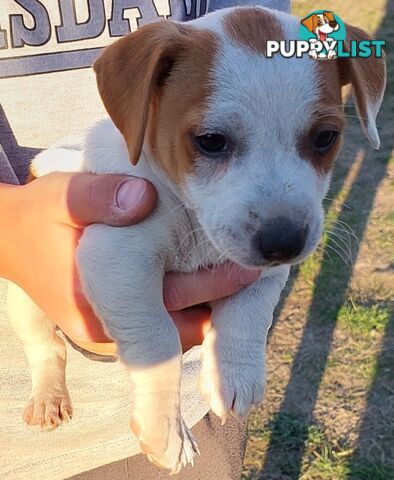 Jack Russell puppies