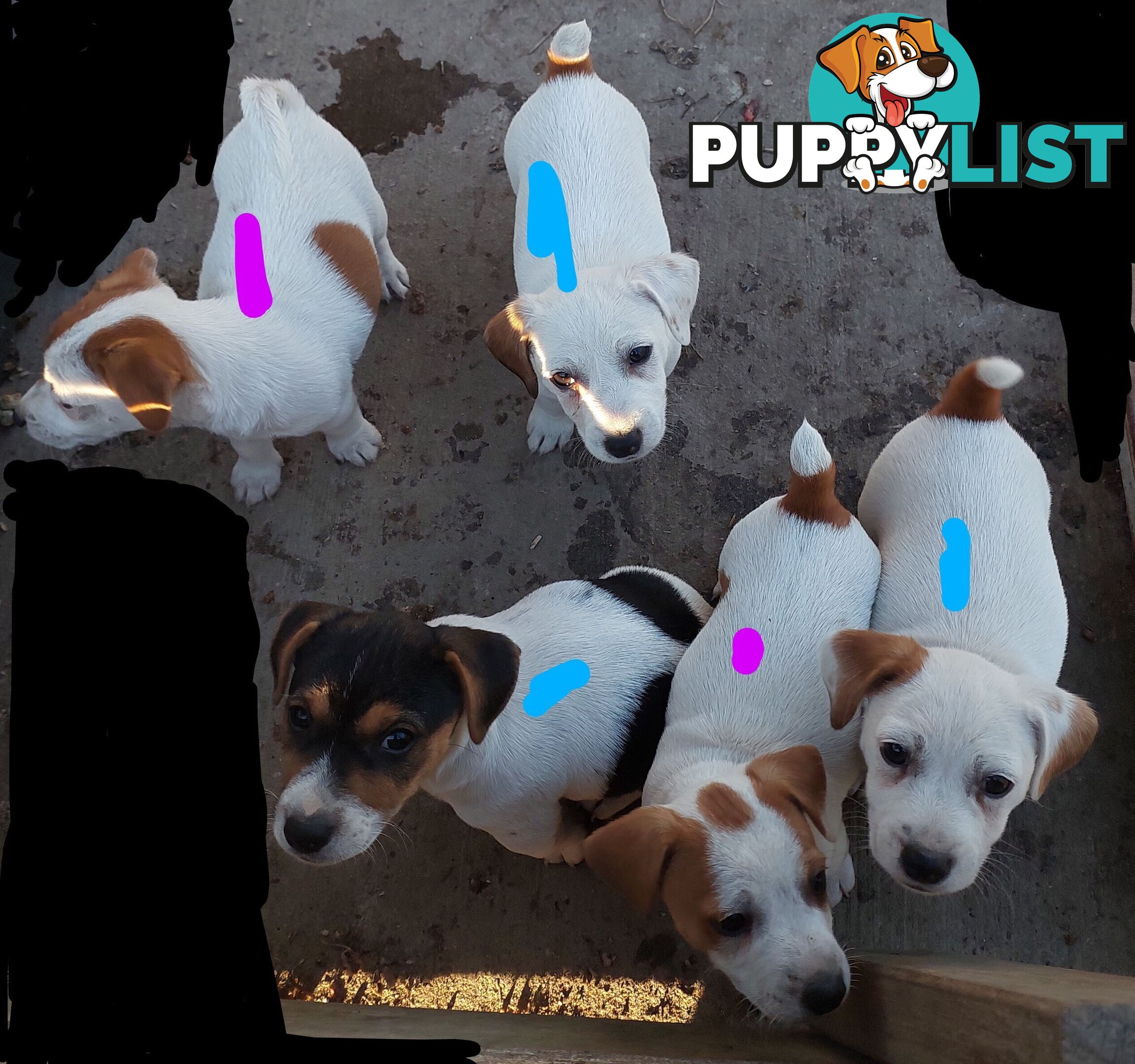 Jack Russell puppies