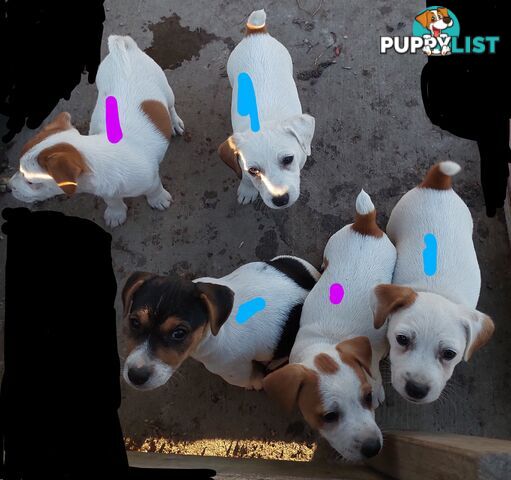 Jack Russell puppies
