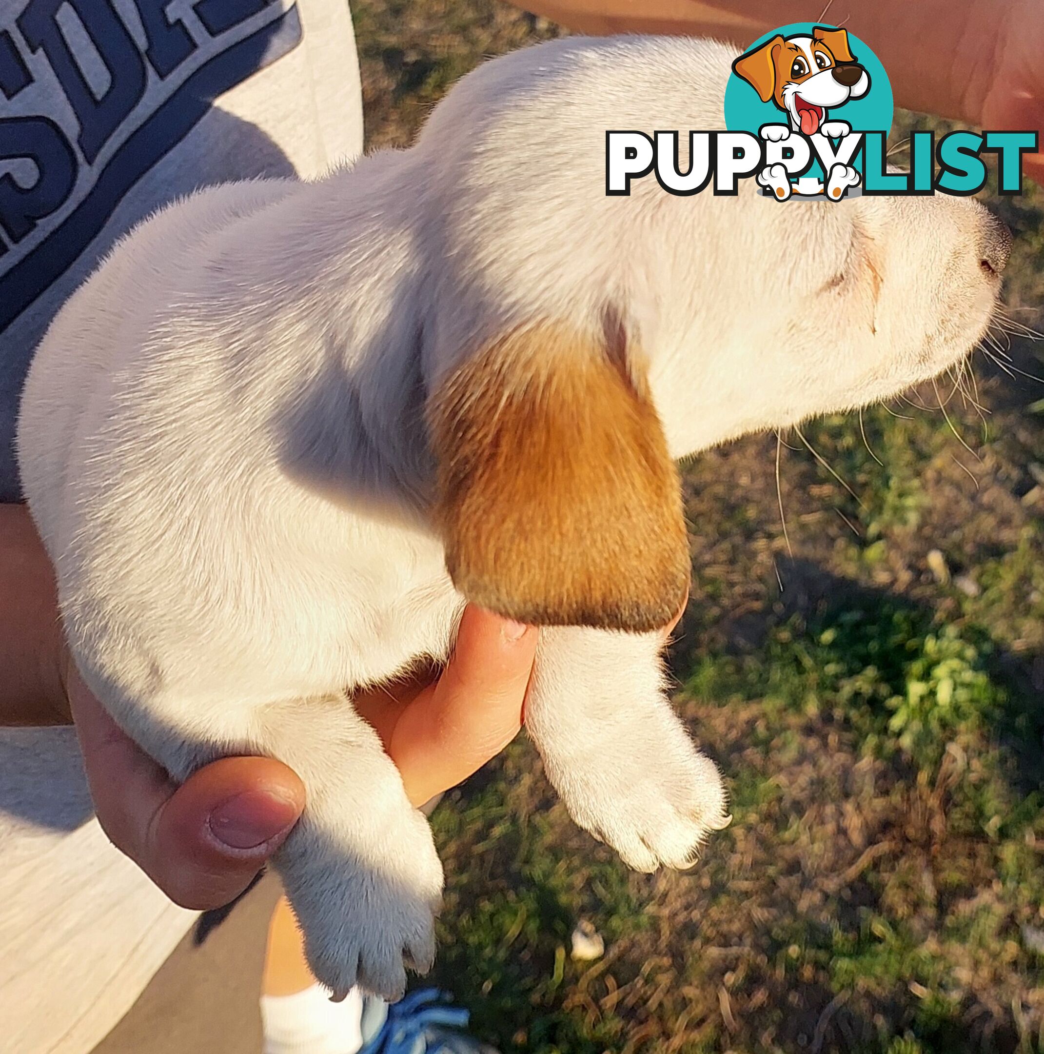 Jack Russell puppies