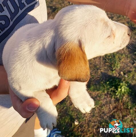 Jack Russell puppies