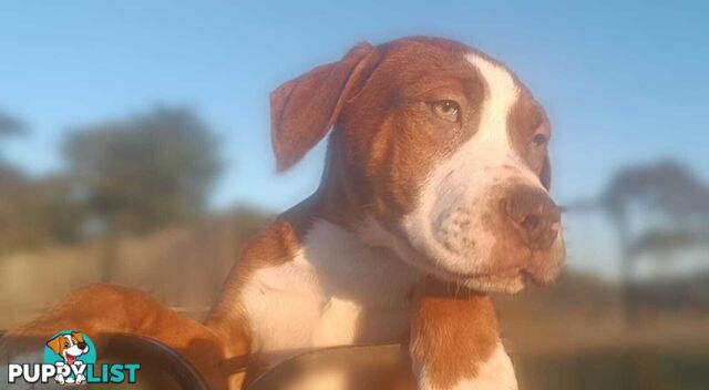 Gorgeous staffy puppies