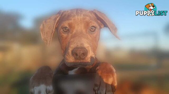 Gorgeous staffy puppies