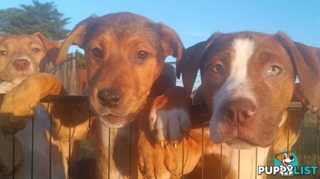 Gorgeous staffy puppies