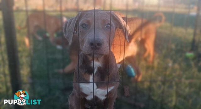 Gorgeous staffy puppies