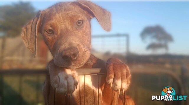 Gorgeous staffy puppies