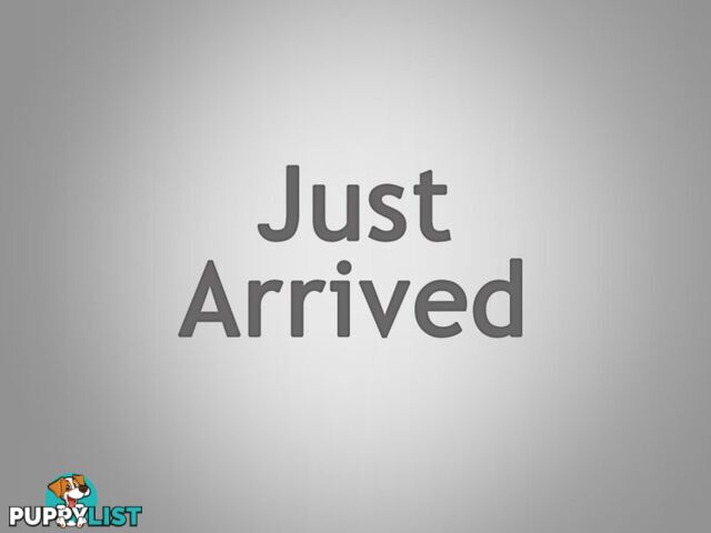 2007 KIA GRANDCARNIVAL PLATINUM VQ 4D WAGON