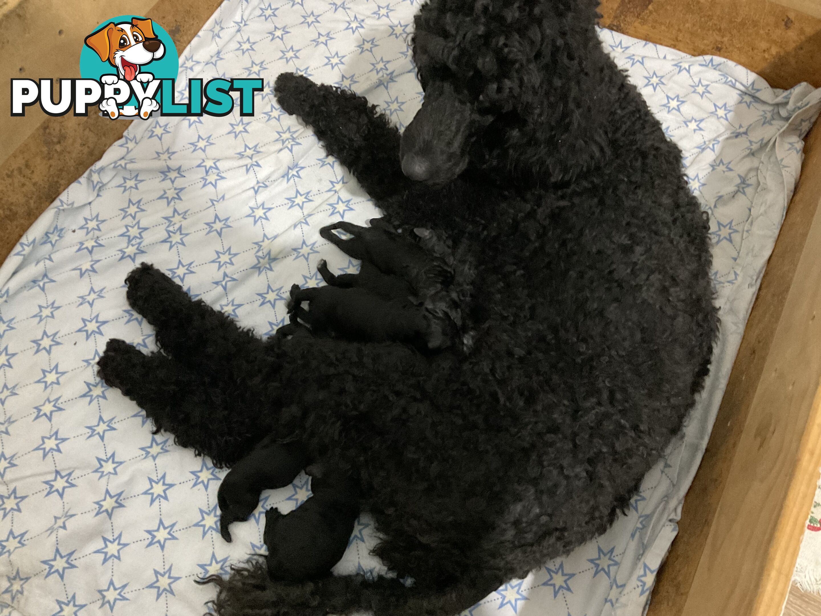 PUREBRED STANDARD POODLE PUPS