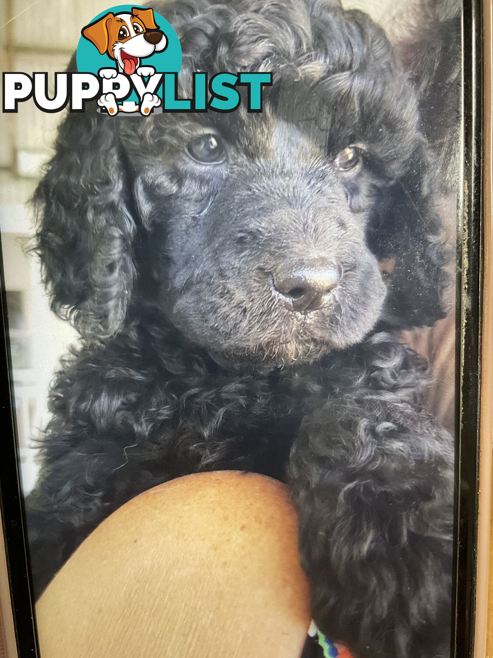 PUREBRED STANDARD POODLE PUPS