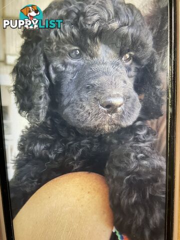 PUREBRED STANDARD POODLE PUPS