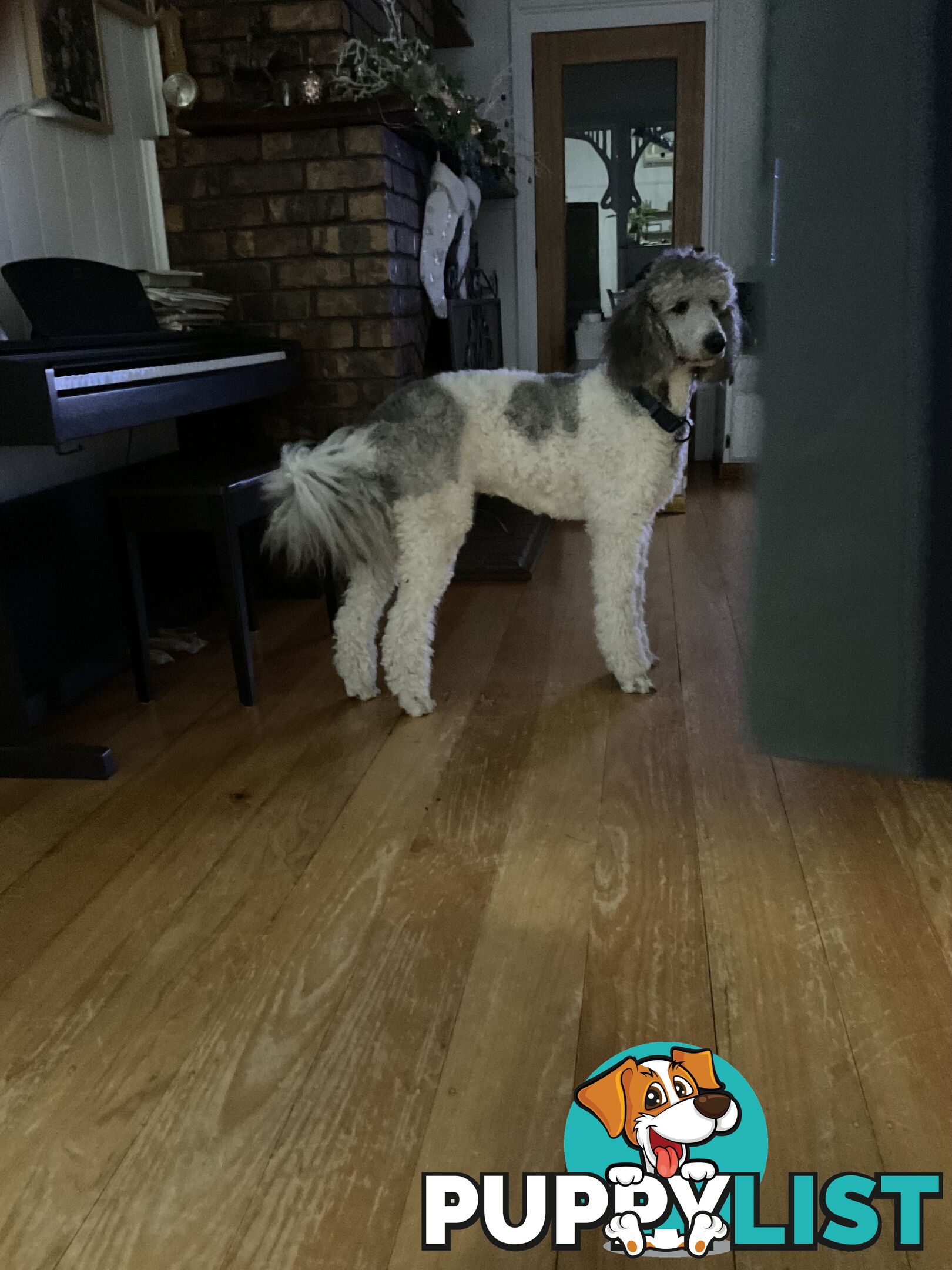 PUREBRED STANDARD POODLE PUPS