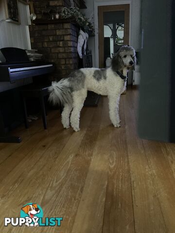 PUREBRED STANDARD POODLE PUPS