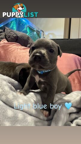 Purebred blue English staffy