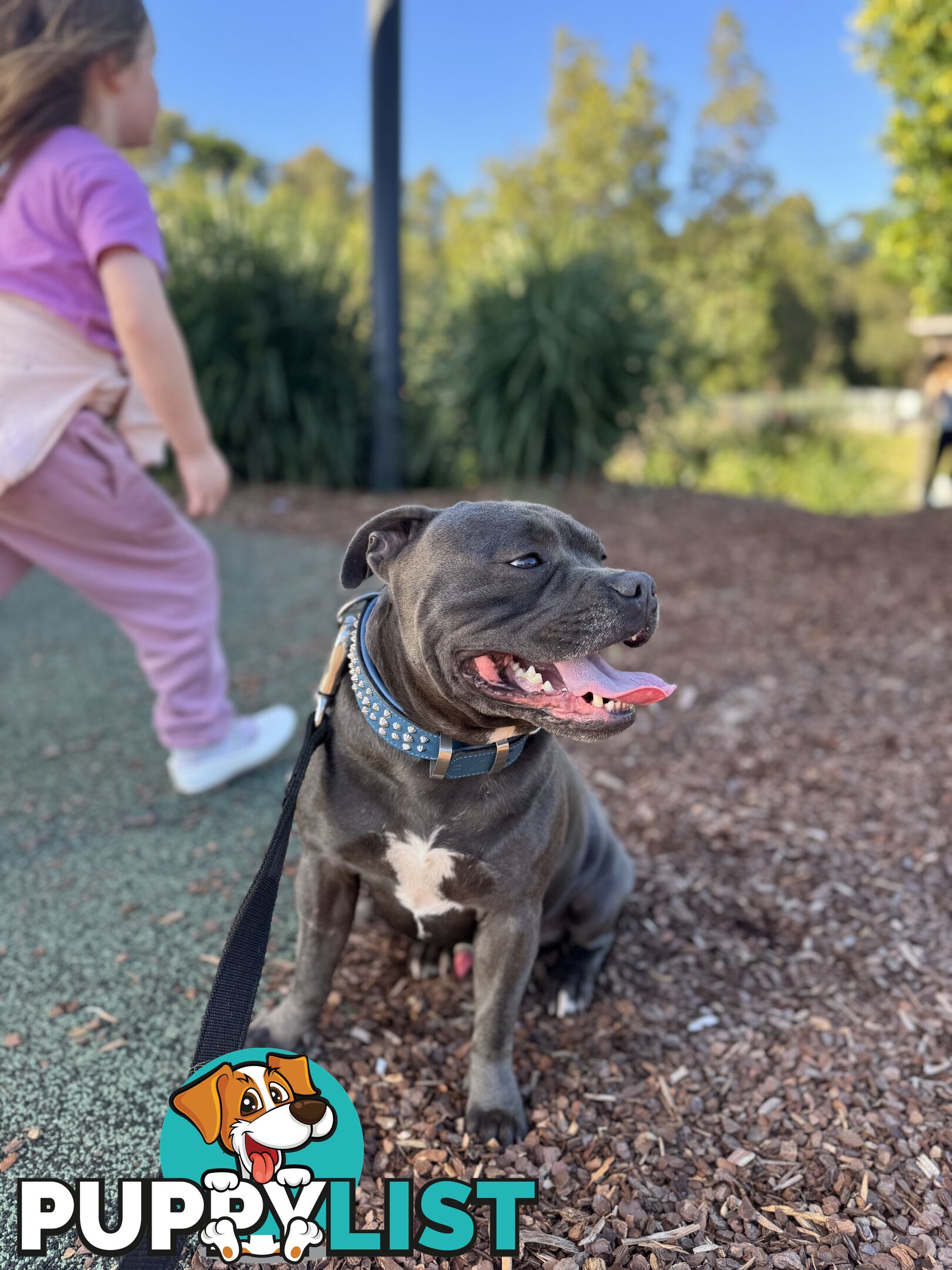 Purebred blue English staffy