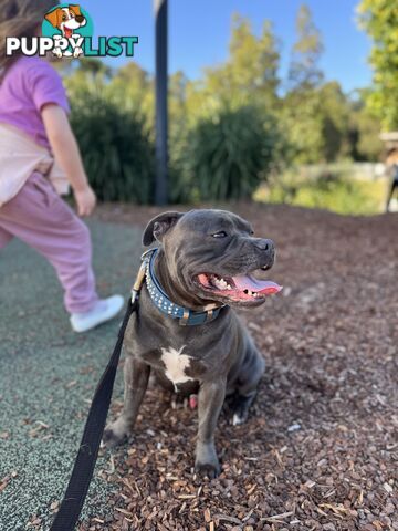 Purebred blue English staffy
