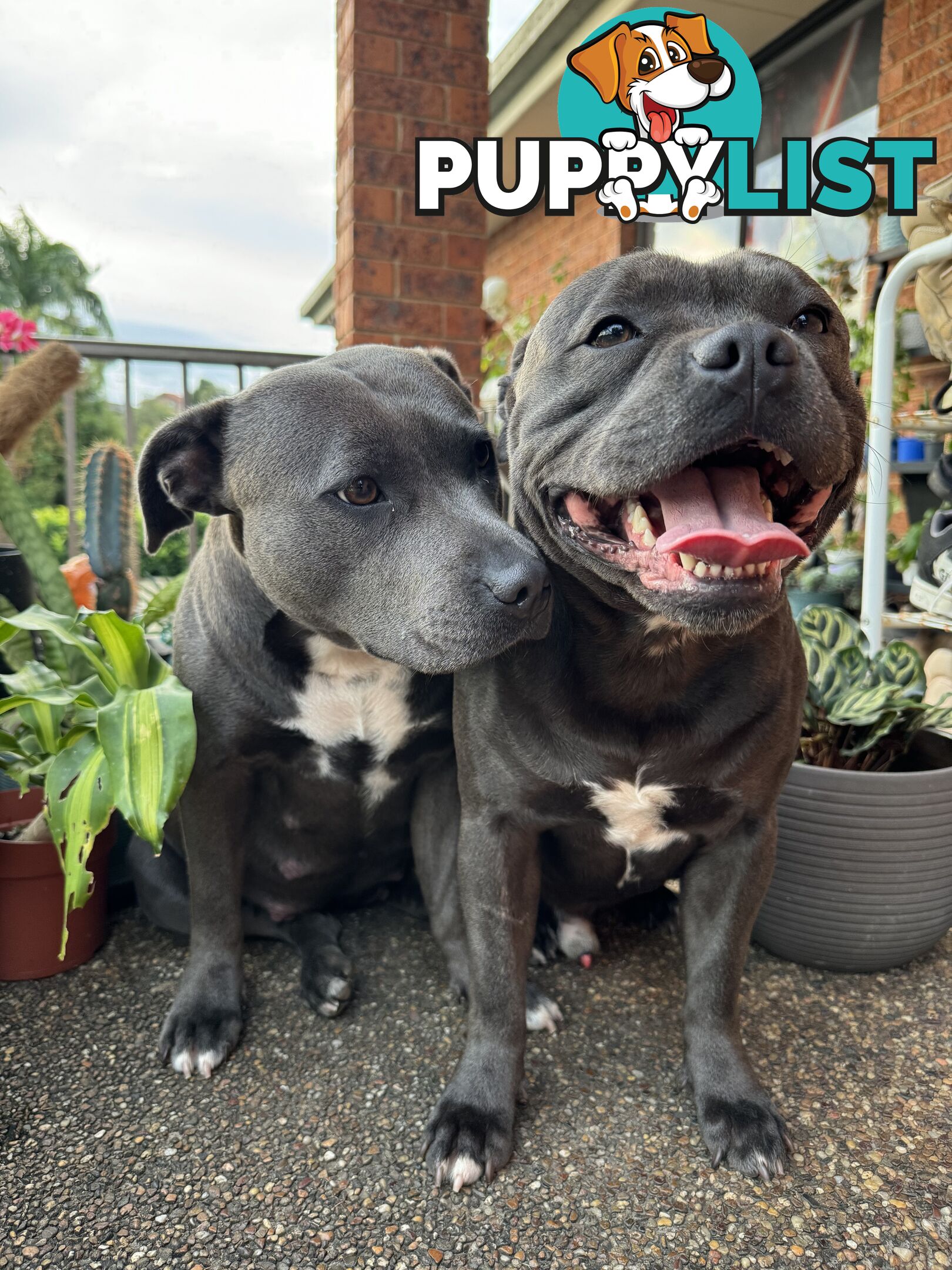 Purebred blue English staffy