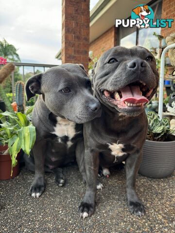 Purebred blue English staffy