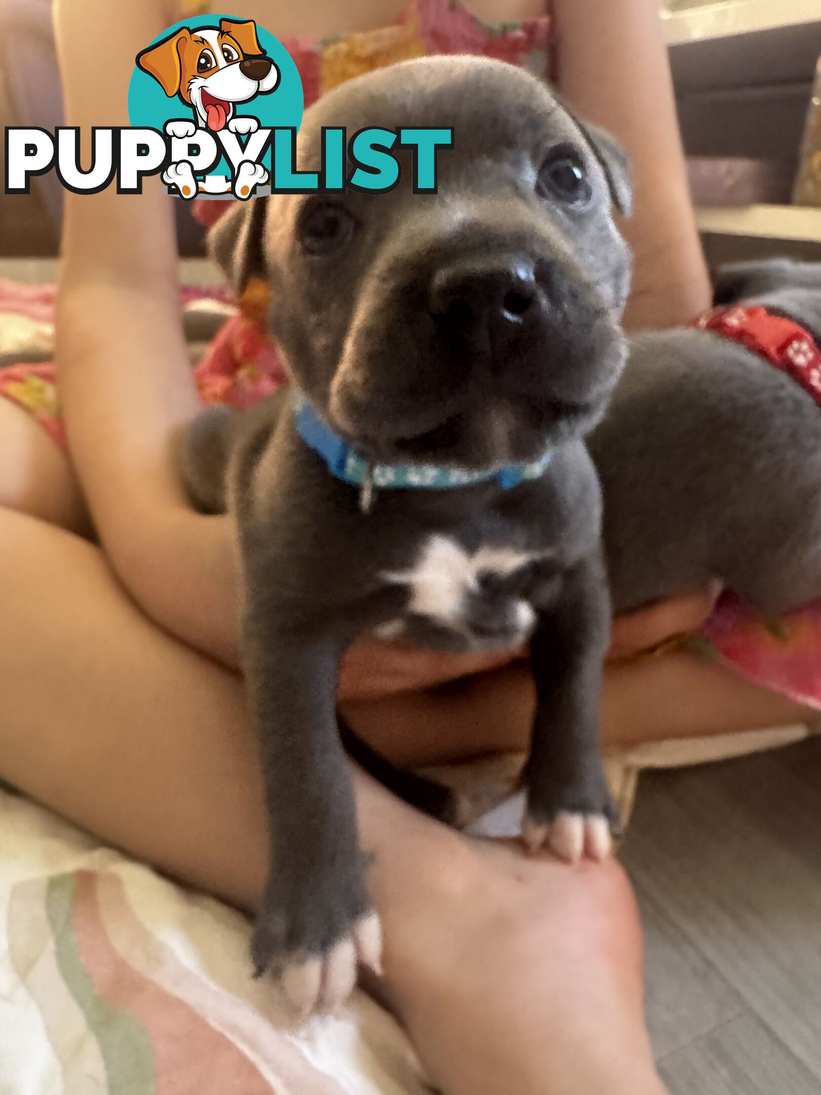 Purebred blue English staffy