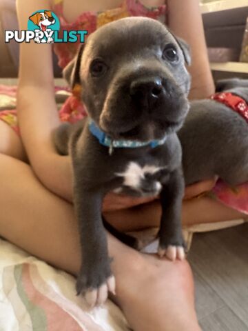 Purebred blue English staffy