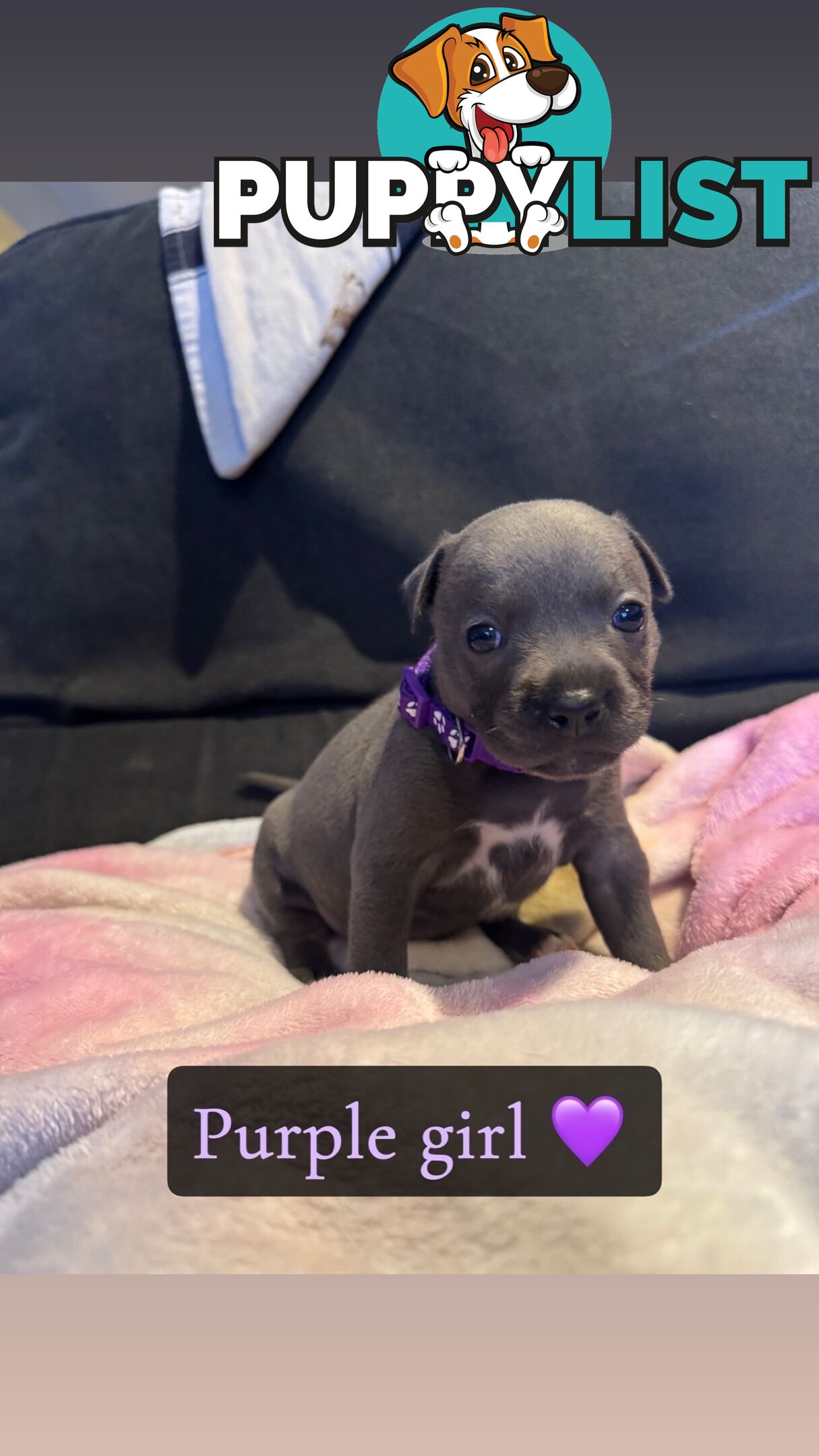 Purebred blue English staffy