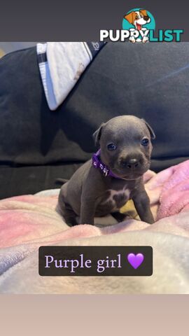 Purebred blue English staffy