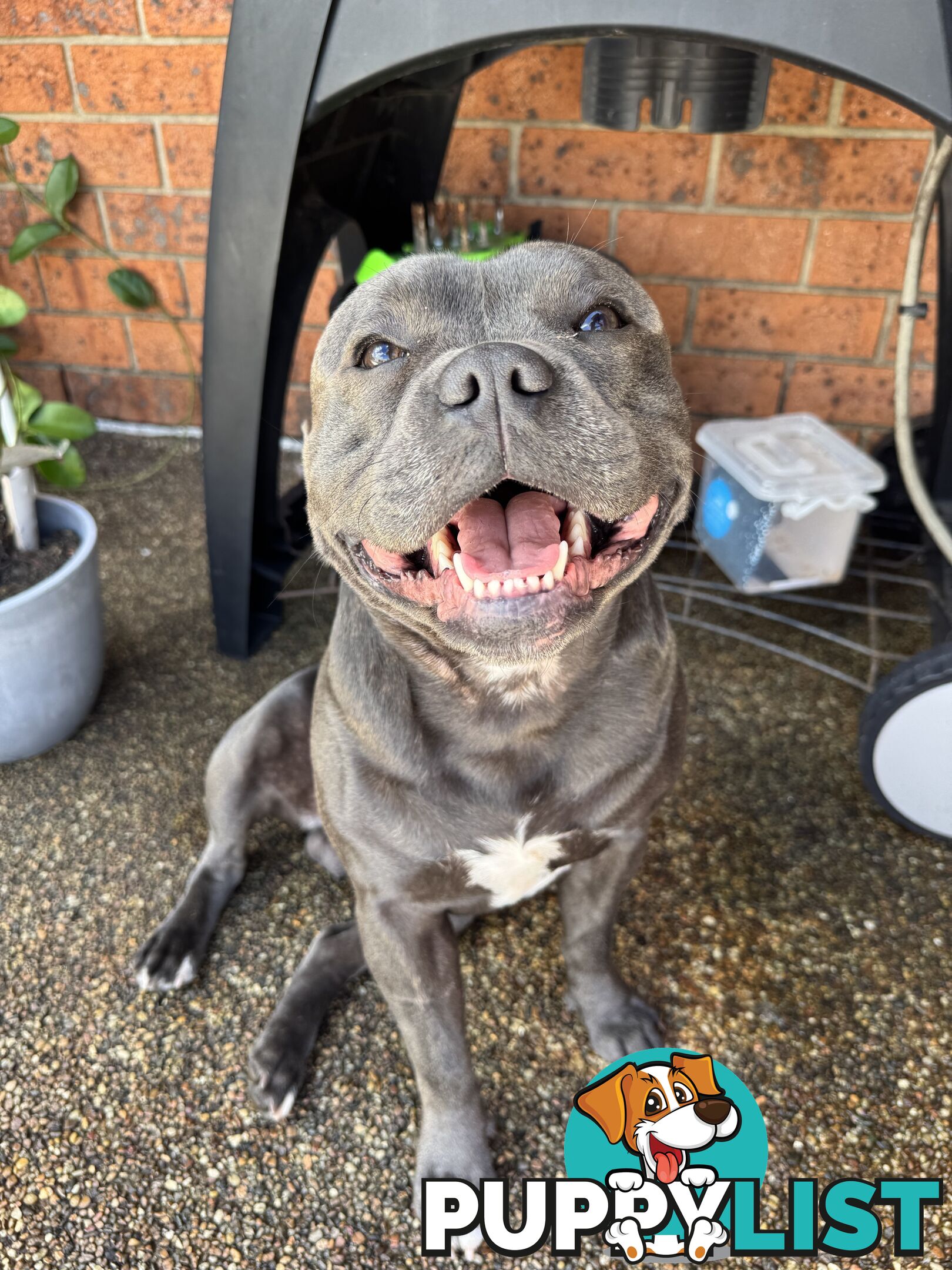 Purebred blue English staffy