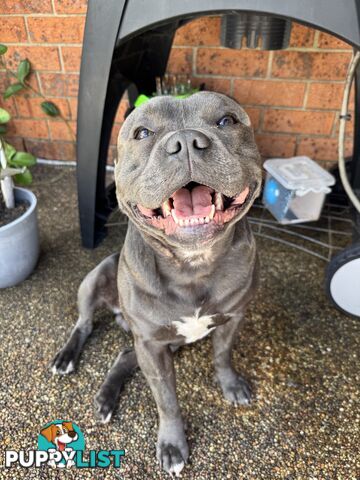 Purebred blue English staffy