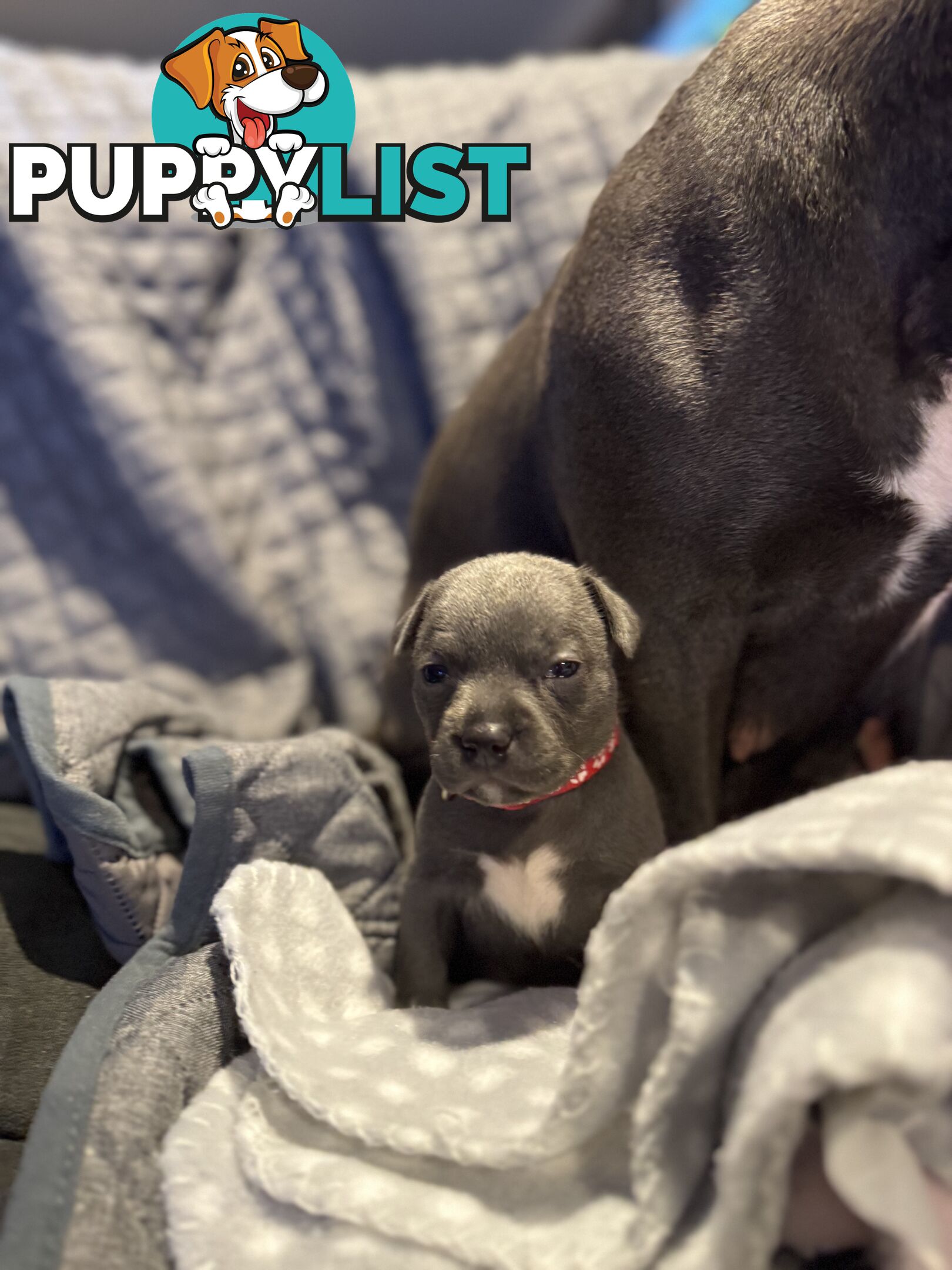 Purebred blue English staffy