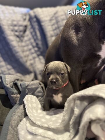 Purebred blue English staffy
