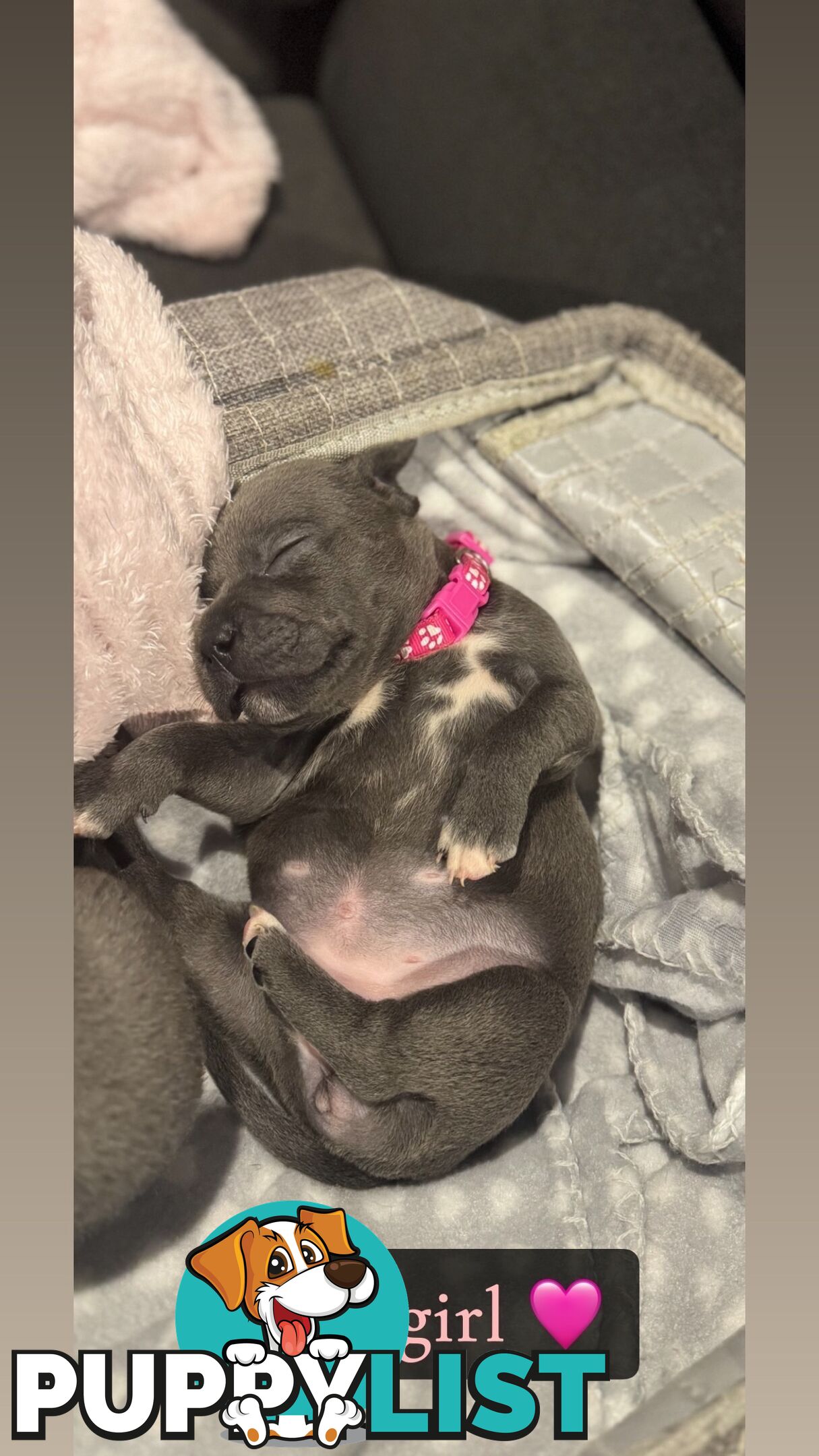 Purebred blue English staffy