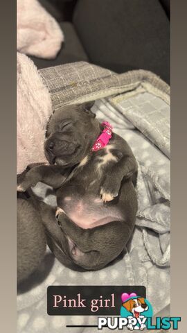 Purebred blue English staffy