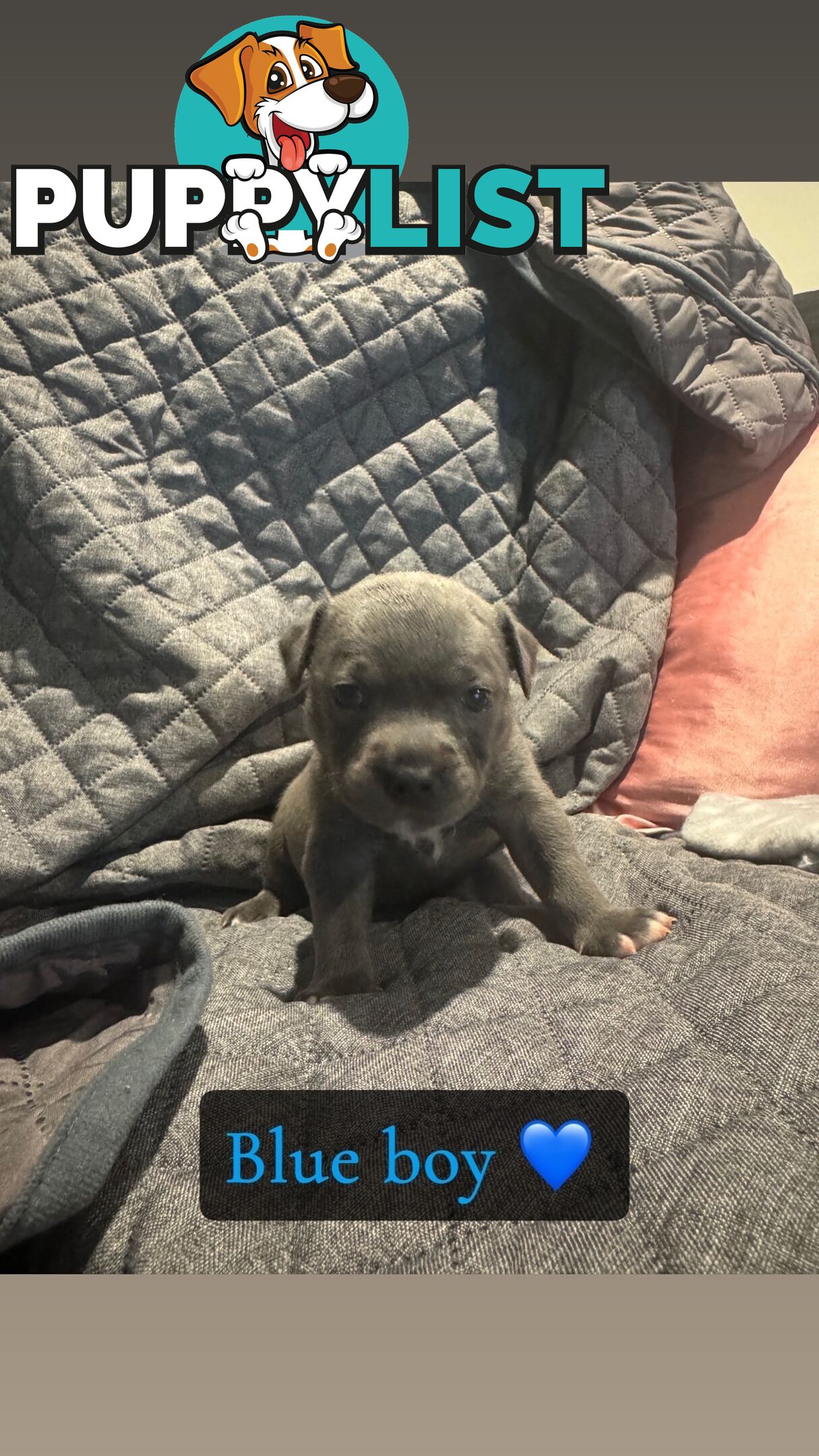 Purebred blue English staffy